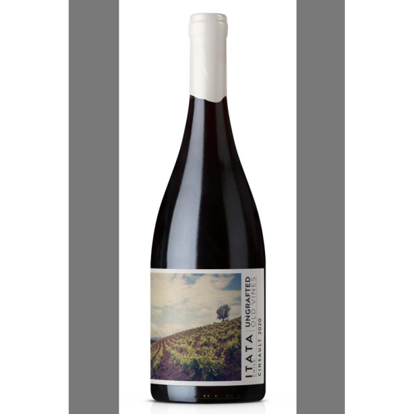 DE MARTINO UNGRAFTED CINSAULT